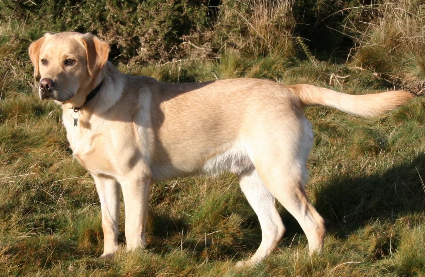 Labrador Retriever — representative photo