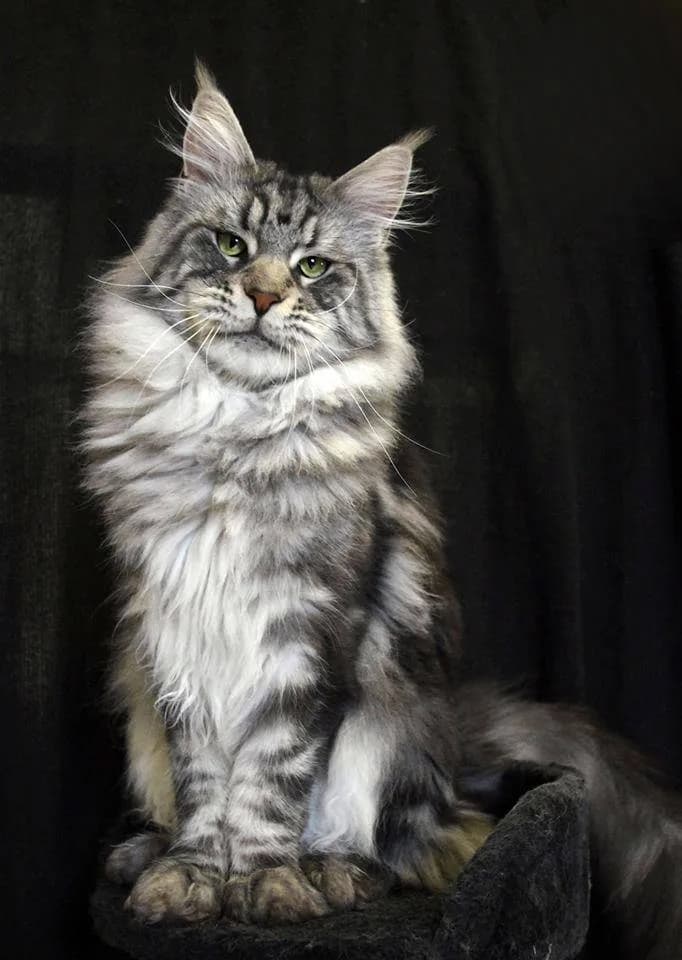 Maine Coon — representative photo
