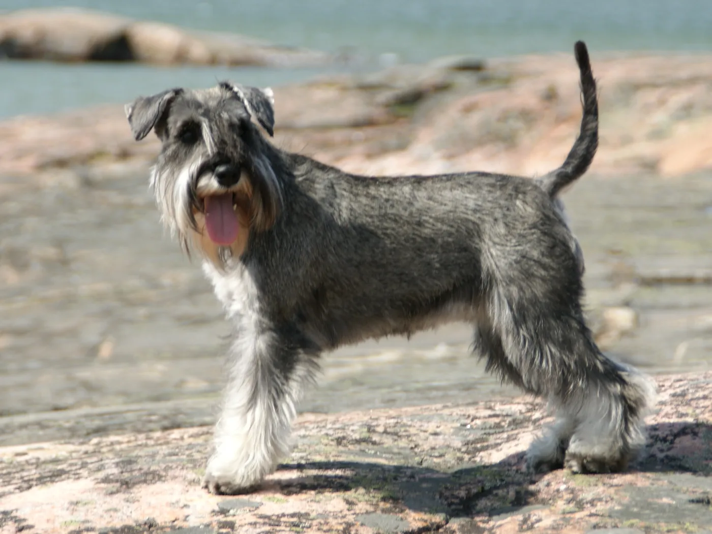 Miniature Schnauzer β representative photo