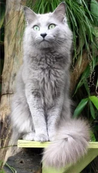 Nebelung — representative photo