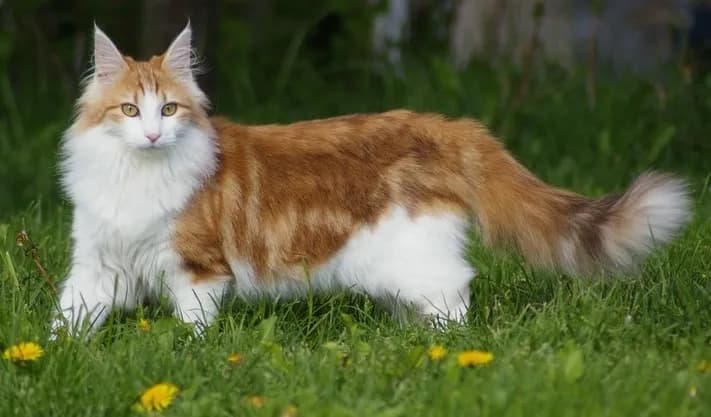 Norwegian Forest Cat — representative photo