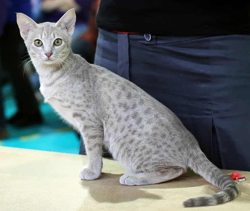 Ocicat — representative photo