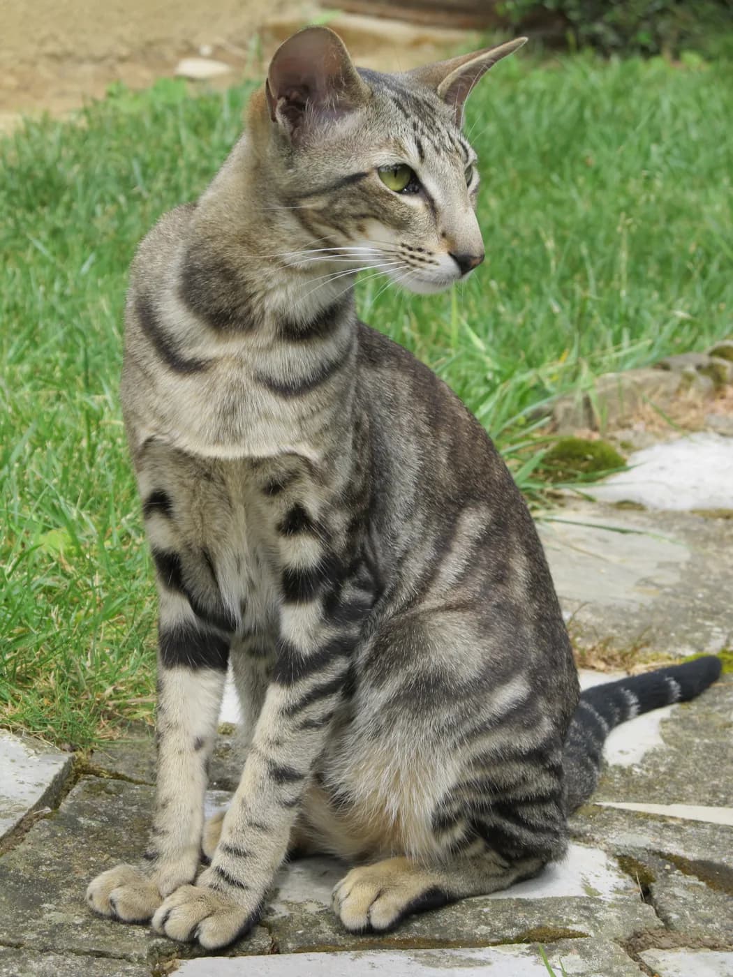 Oriental Shorthair — representative photo