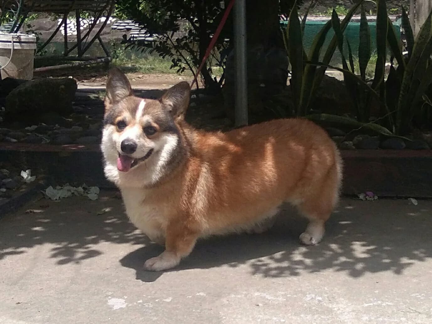 Pembroke Welsh Corgi — representative photo