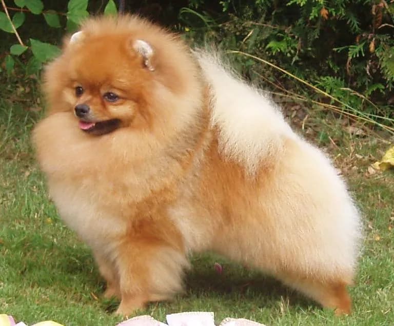 Pomeranian — representative photo