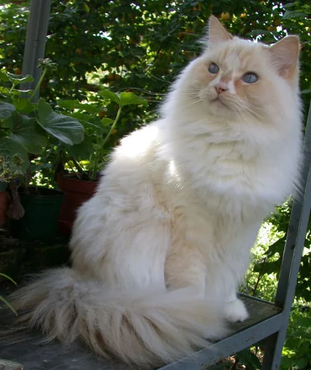 Ragamuffin — representative photo