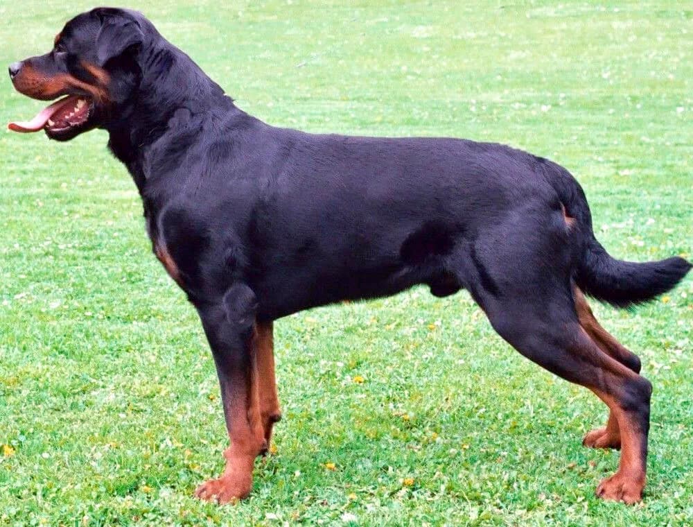 Rottweiler — representative photo