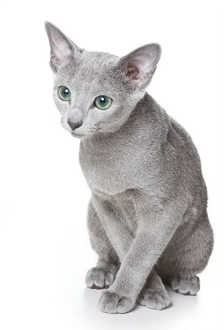 Russian Blue — representative photo