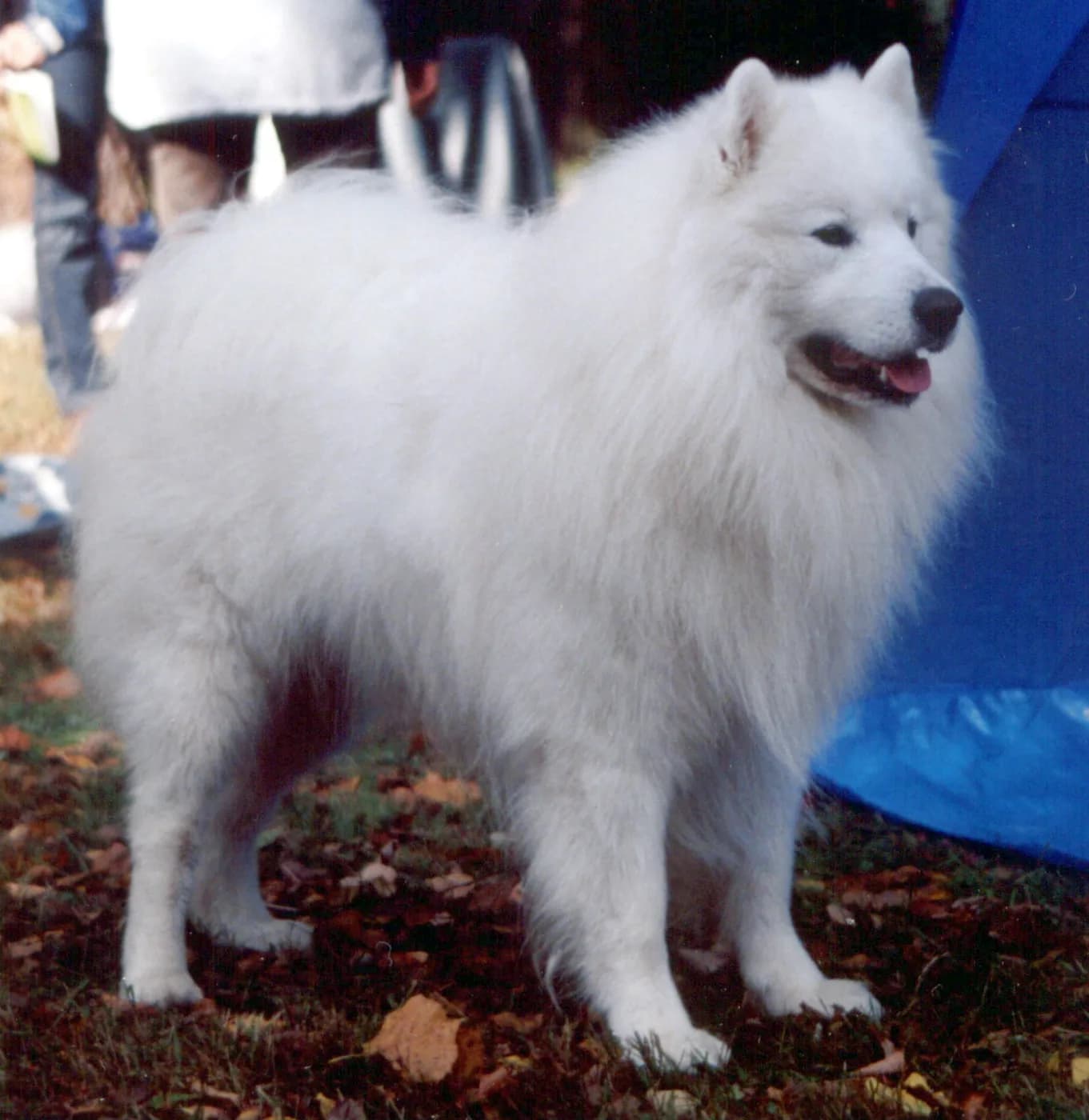 Samoyed — representative photo
