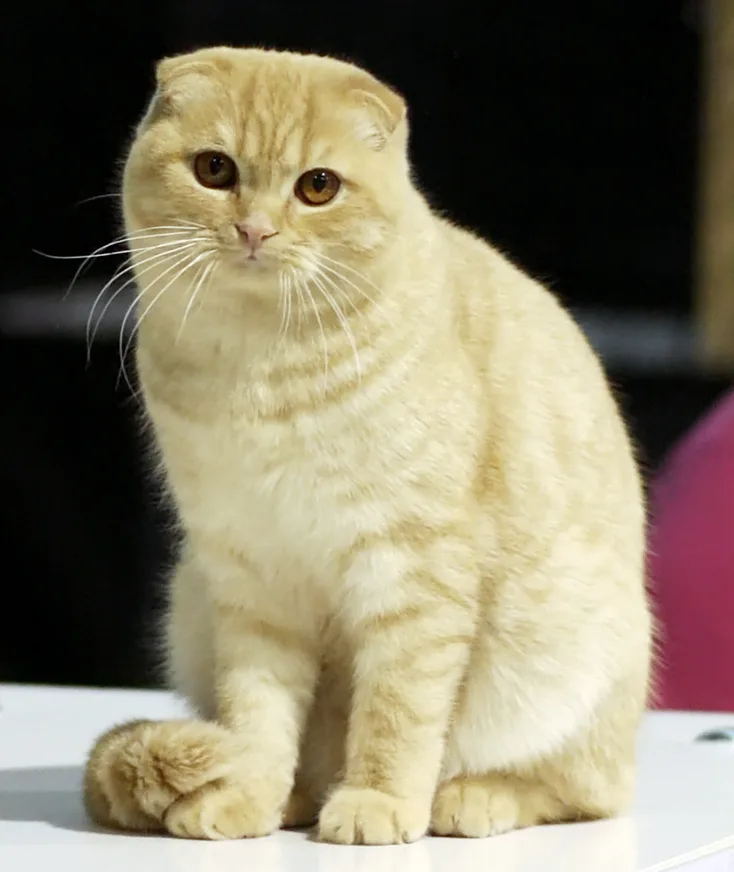 Scottish Fold — representative photo