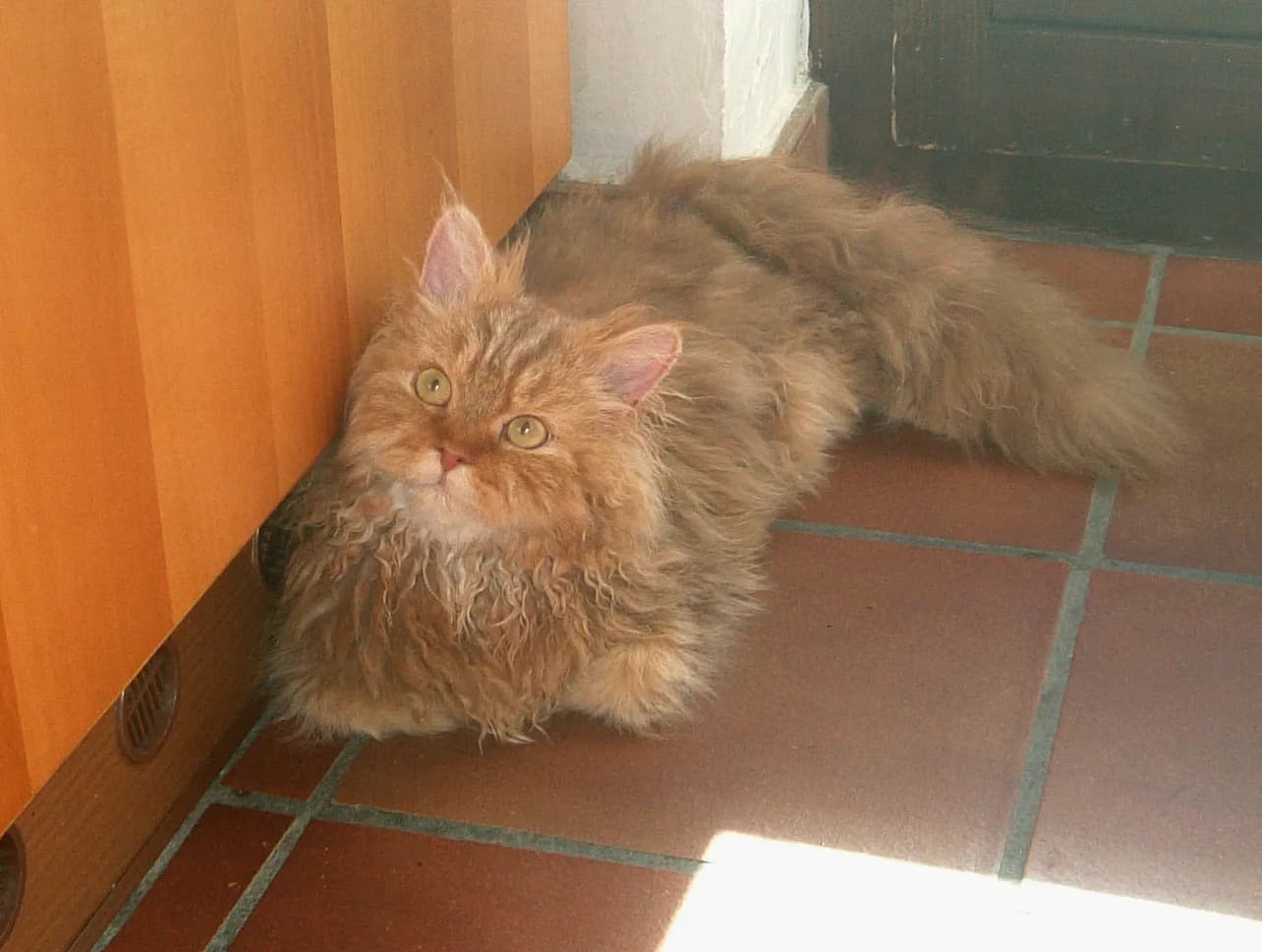 Selkirk Rex — representative photo