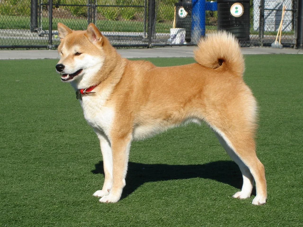 Shiba Inu — representative photo