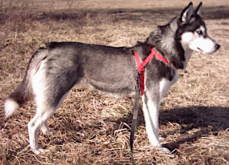 Siberian Husky — representative photo