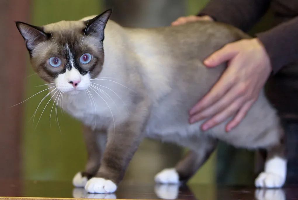 Snowshoe — representative photo