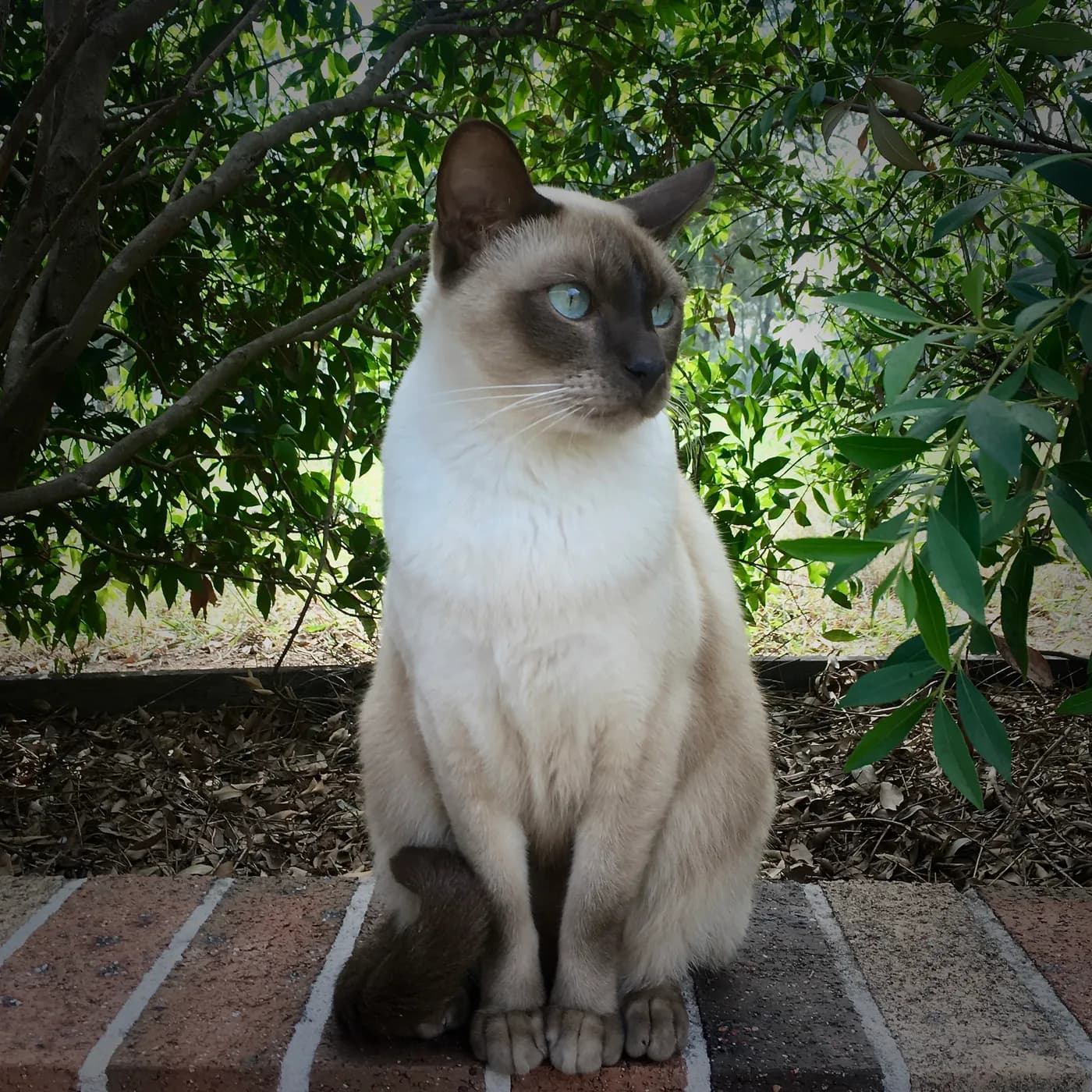 Tonkinese — representative photo