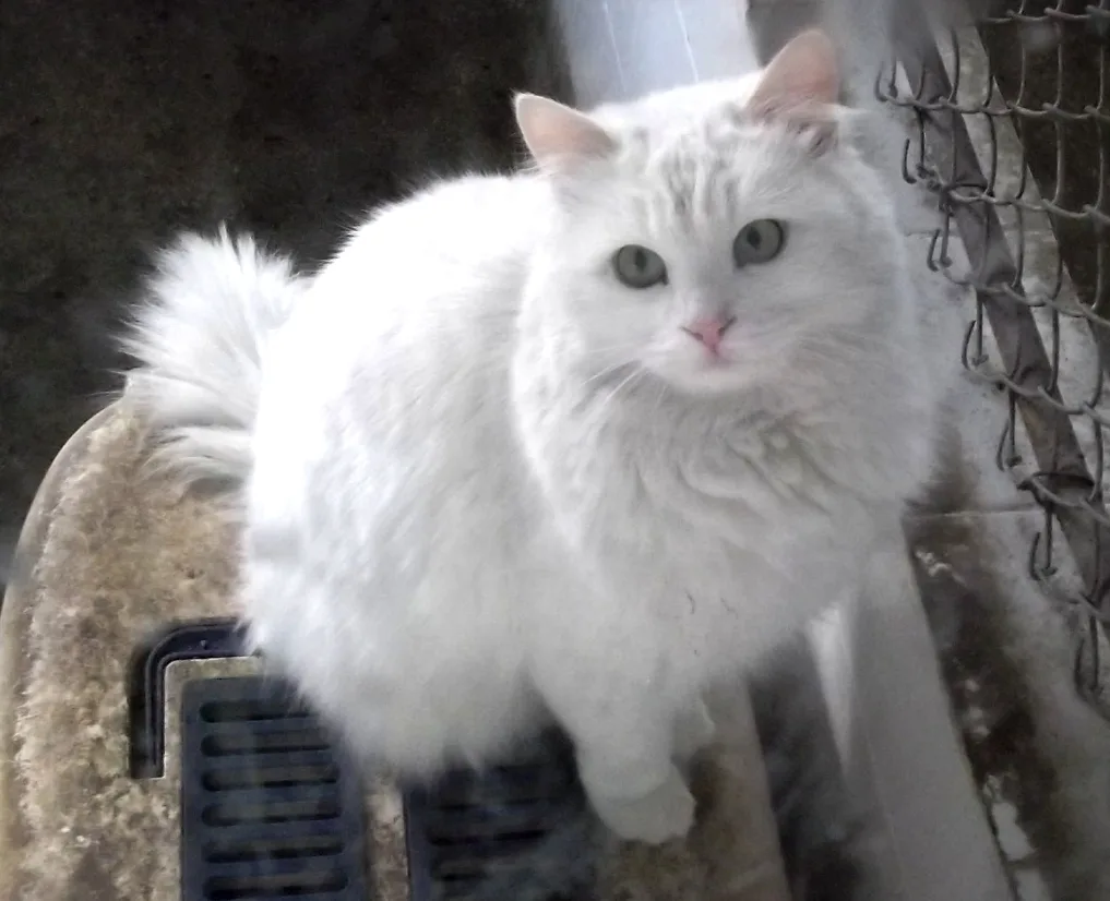 Turkish Angora — representative photo