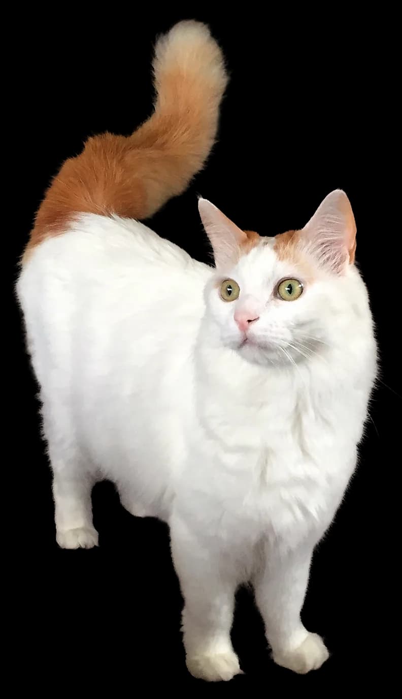 Turkish Van — representative photo