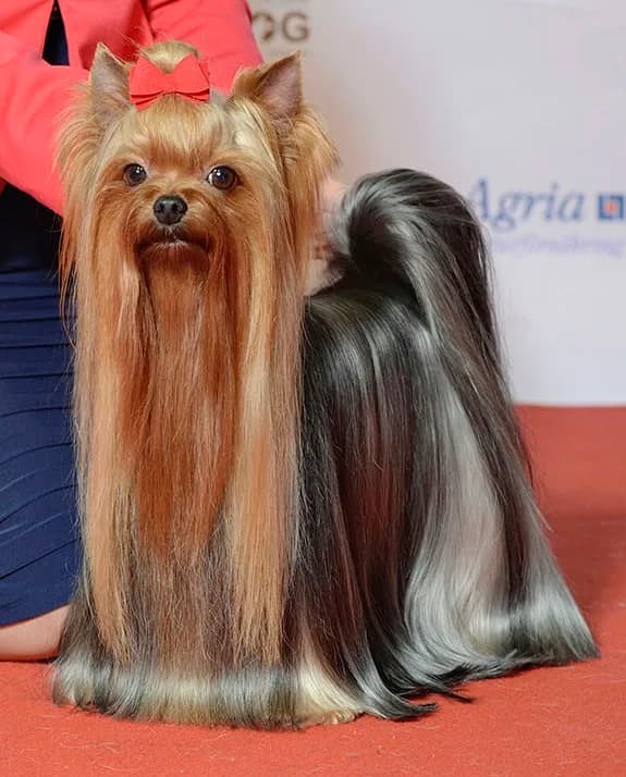 Yorkshire Terrier — representative photo